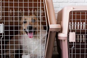 Перевозка животных в РФ